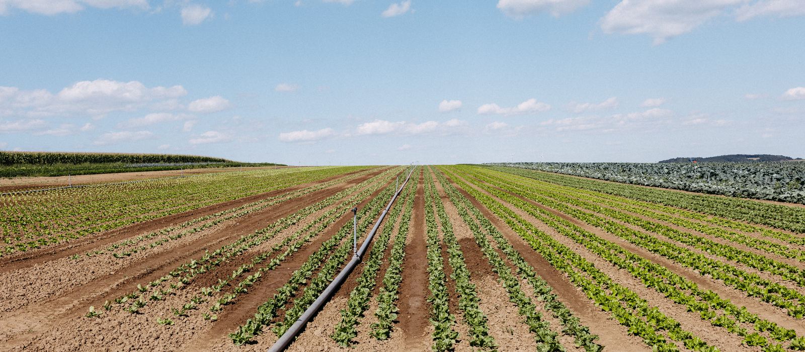Salatreihen auf einem Feld