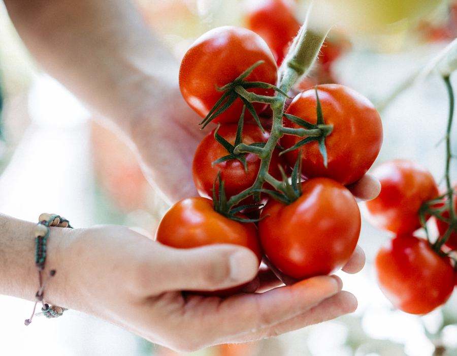 Hände halten eine Tomatenrispe